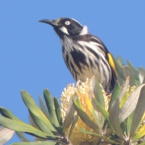 Phylidonyris novaehollandiae at Kioloa, NSW - 7 Jun 2014 10:16 AM