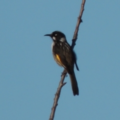 Phylidonyris novaehollandiae at Conder, ACT - 6 May 2014