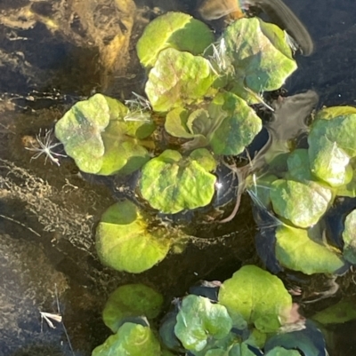 Rorippa nasturtium-aquaticum (Watercress) at Taylor, ACT - 30 Jul 2024 by JaneR