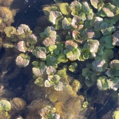 Rorippa nasturtium-aquaticum at Taylor, ACT - 30 Jul 2024 03:48 PM