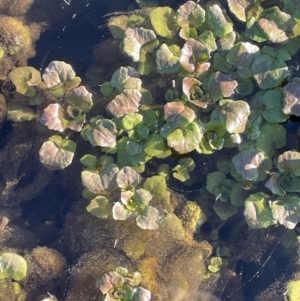 Rorippa nasturtium-aquaticum at Taylor, ACT - 30 Jul 2024