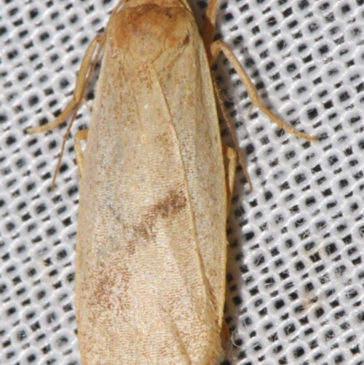 Lithosiini (tribe) (Footman) at Sheldon, QLD - 9 Mar 2024 by PJH123