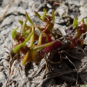 Myriophyllum glomeratum at Borough, NSW - suppressed