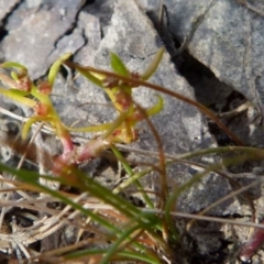 Myriophyllum glomeratum at Borough, NSW - suppressed