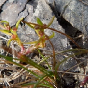 Myriophyllum glomeratum at Borough, NSW - suppressed