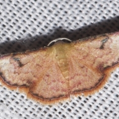 Enispa parva (An Erebid moth (Acontiinae) at Sheldon, QLD - 8 Mar 2024 by PJH123