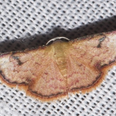 Enispa parva (An Erebid moth (Acontiinae) at Sheldon, QLD - 8 Mar 2024 by PJH123