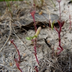 Crassula peduncularis (Purple Stonecrop) at Borough, NSW - 1 Nov 2015 by Paul4K