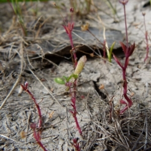 Crassula peduncularis at suppressed - 1 Nov 2015