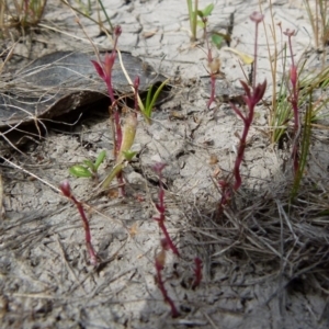 Crassula peduncularis at suppressed - suppressed