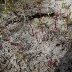 Crassula peduncularis at suppressed - 1 Nov 2015