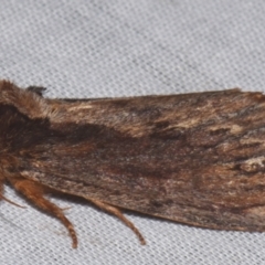 Hylaeora capucina (Cowled Rough-head) at Sheldon, QLD - 9 Mar 2024 by PJH123