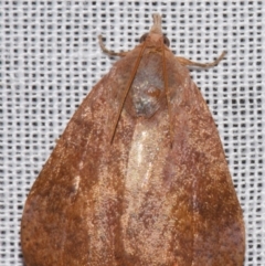 Hyblaea ibidias (A Teak moth (Hyblaeidae family).) at Sheldon, QLD - 8 Mar 2024 by PJH123