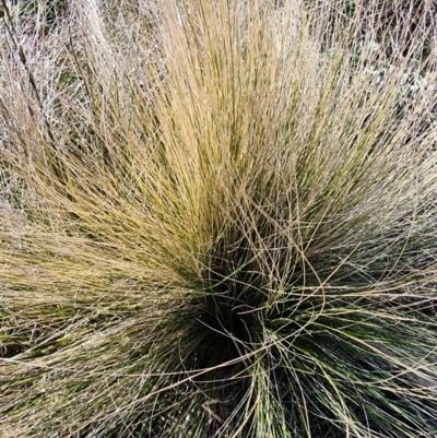 Nassella trichotoma (Serrated Tussock) at Kenny, ACT - 31 Jul 2024 by Steve818