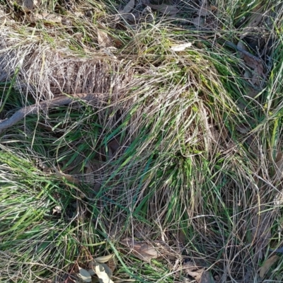 Nassella neesiana (Chilean Needlegrass) at Symonston, ACT - 14 Jul 2024 by CallumBraeRuralProperty