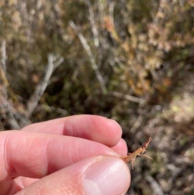 Keyacris scurra (Key's Matchstick Grasshopper) at Wamboin, NSW - 31 Jul 2024 by JT1997