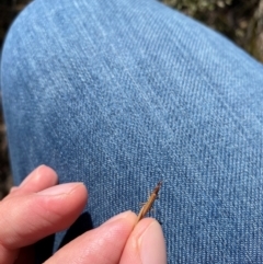 Keyacris scurra at Wamboin, NSW - suppressed