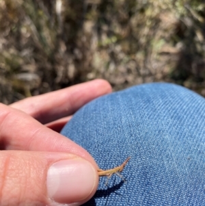 Keyacris scurra at Wamboin, NSW - 31 Jul 2024