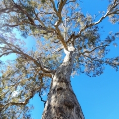 Eucalyptus melliodora (Yellow Box) at Kenny, ACT - 31 Jul 2024 by Steve818