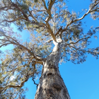 Eucalyptus melliodora (Yellow Box) at Kenny, ACT - 31 Jul 2024 by Steve818