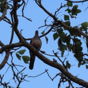 Geopelia humeralis at New Mapoon, QLD - 31 Jul 2024 07:10 AM