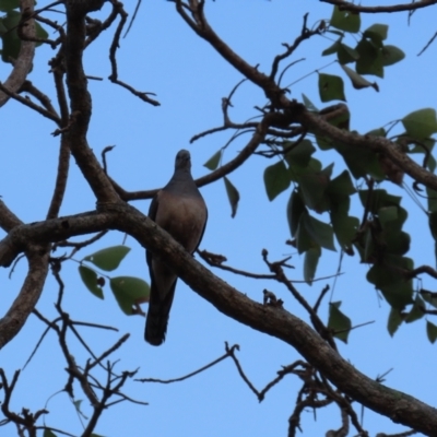 Geopelia humeralis (Bar-shouldered Dove) at New Mapoon, QLD - 30 Jul 2024 by lbradley