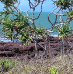 Pandanus tectorius (Pandanus, Screw Pine) at Somerset, QLD - 30 Jul 2024 by lbradley