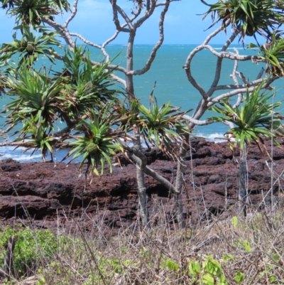 Pandanus tectorius (Pandanus, Screw Pine) at Somerset, QLD - 30 Jul 2024 by lbradley