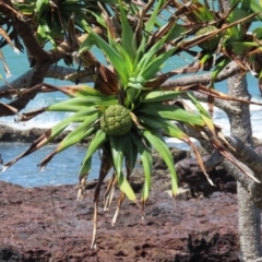 Pandanus tectorius at Somerset, QLD - 30 Jul 2024