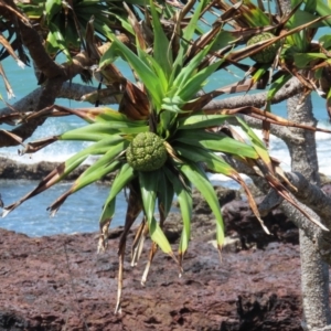 Pandanus tectorius at Somerset, QLD - 30 Jul 2024 12:06 PM