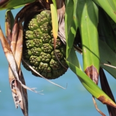 Pandanus tectorius at Somerset, QLD - 30 Jul 2024