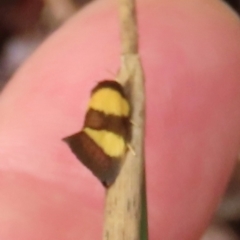 Chrysonoma fascialis (A concealer moth) at Shelburne, QLD - 30 Jul 2024 by lbradley