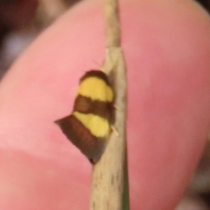 Chrysonoma fascialis at Shelburne, QLD - 31 Jul 2024 09:29 AM