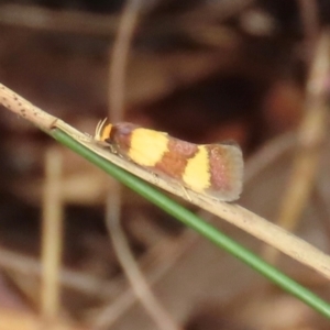 Chrysonoma fascialis at Shelburne, QLD - 31 Jul 2024 09:29 AM