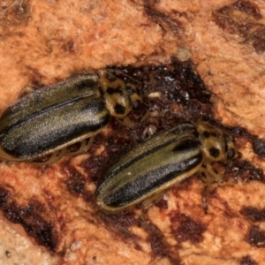 Xanthogaleruca luteola at Melba, ACT - 30 Jul 2024