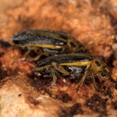 Xanthogaleruca luteola at Melba, ACT - 30 Jul 2024