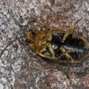 Xanthogaleruca luteola at Melba, ACT - 30 Jul 2024