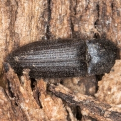 Agrypnus sp. (genus) (Rough click beetle) at Melba, ACT - 30 Jul 2024 by kasiaaus