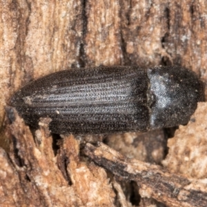 Agrypnus sp. (genus) at Melba, ACT - 30 Jul 2024 12:49 PM