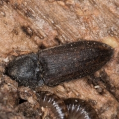 Agrypnus sp. (genus) at Melba, ACT - 30 Jul 2024 12:49 PM