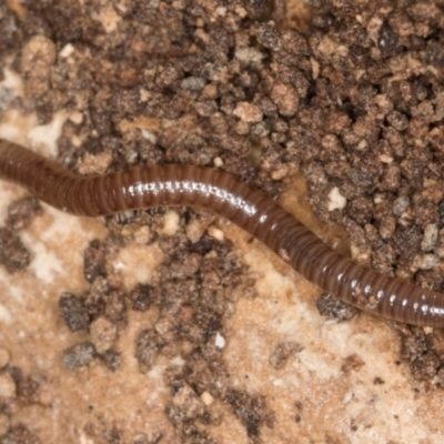 Diplopoda (class) (Unidentified millipede) at Melba, ACT - 30 Jul 2024 by kasiaaus