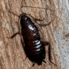 Drymaplaneta communis at Melba, ACT - 30 Jul 2024 12:59 PM