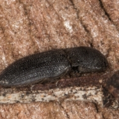 Agrypnus sp. (genus) (Rough click beetle) at Melba, ACT - 30 Jul 2024 by kasiaaus