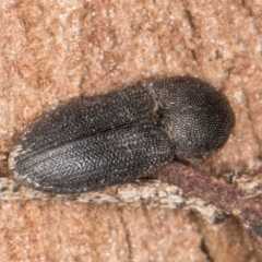 Agrypnus sp. (genus) at Melba, ACT - 30 Jul 2024