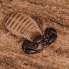 Conicochernes sp. (genus) (Chernetid Pseudoscorpion) at Melba, ACT - 30 Jul 2024 by kasiaaus