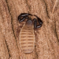 Conicochernes sp. (genus) at Melba, ACT - 30 Jul 2024