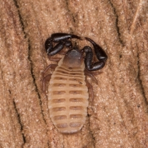 Conicochernes sp. (genus) at Melba, ACT - 30 Jul 2024