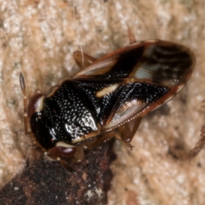 Stylogeocoris elongatus (A big-eyed bug) at Melba, ACT - 30 Jul 2024 by kasiaaus