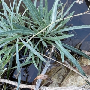 Senecio quadridentatus at Denman Prospect, ACT - 30 Jul 2024