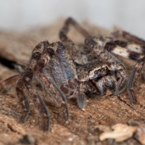 Isopedella pessleri at Flynn, ACT - 30 Jul 2024